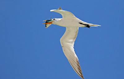 Royal Tern 2019-07-29