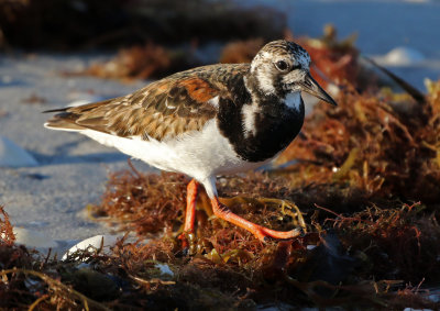 Ruddy Turnstone 2019-07-29