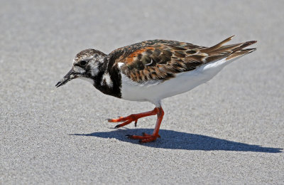 Ruddy Turnstone 2019-07-29
