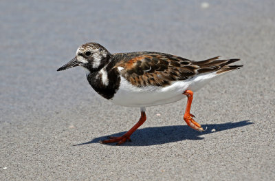 Ruddy Turnstone 2019-07-29