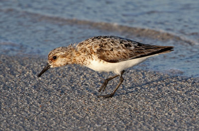 Sanderling 2019-07-29