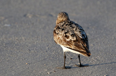 Sanderling 2019-07-29