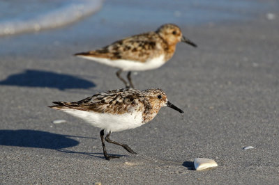 Sanderling 2019-07-29