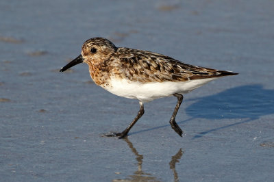 Sanderling 2019-07-29