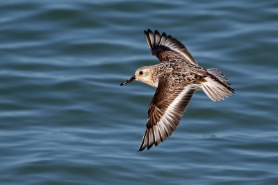 Sanderling 2019-07-29