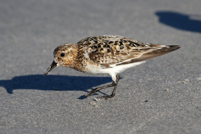 Sanderling 2019-07-29