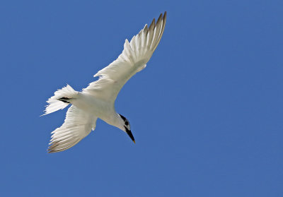 Sandwich Tern 2019-07-29