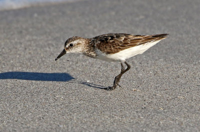 Semipalmated Sandpiper 2019-07-29