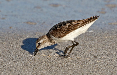 Semipalmated Sandpiper 2019-07-29