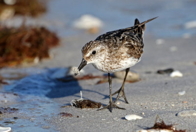 Semipalmated Sandpiper 2019-07-29
