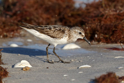 Semipalmated Sandpiper 2019-07-29