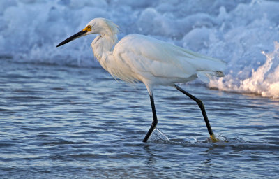 Snowy Egret 2019-07-29