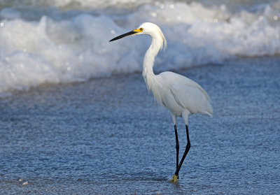Snowy Egret 2019-07-29