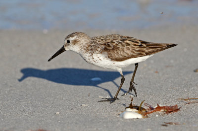 Western Sandpiper 2019-07-29