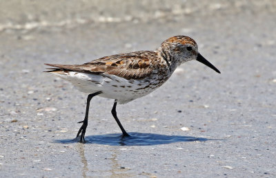 Western Sandpiper 2019-07-29