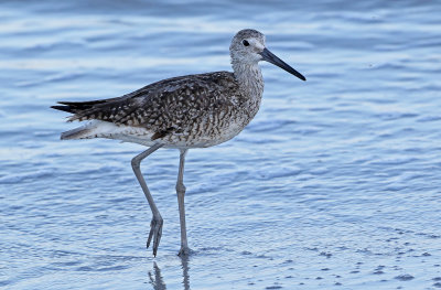 Willet 2019-07-29