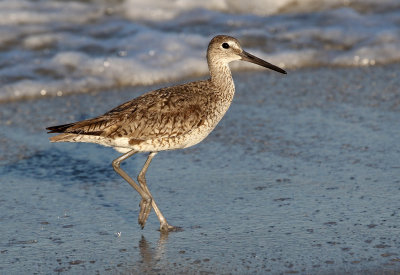 Willet 2019-07-29