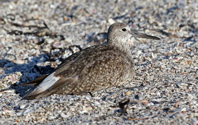 Willet 2019-07-29