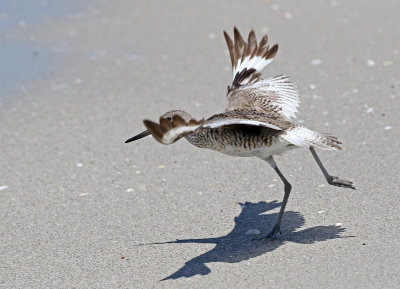 Willet 2019-07-29
