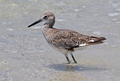 Willet 2019-07-29