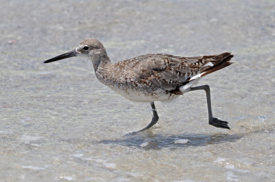 Willet 2019-07-29