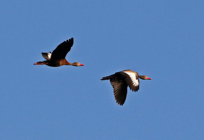 Black-bellied Whistling-Duck 2019-07-30