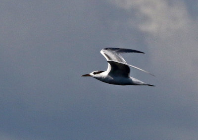 Common Tern 2019-07-30