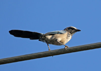 Florida Scrub-Jay 2019-07-30