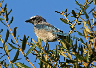 Florida Scrub-Jay 2019-07-30
