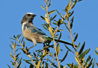 Florida Scrub-Jay 2019-07-30