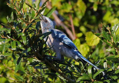 Florida Scrub-Jay 2019-07-30