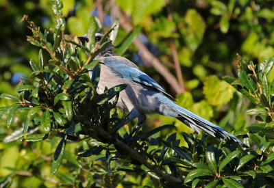 Florida Scrub-Jay 2019-07-30