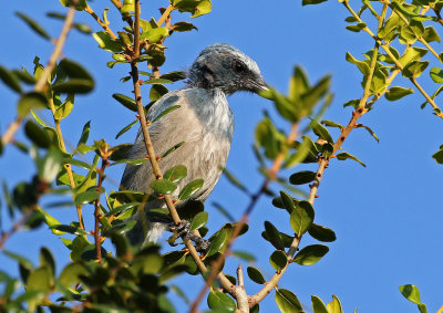 Florida Scrub-Jay 2019-07-30