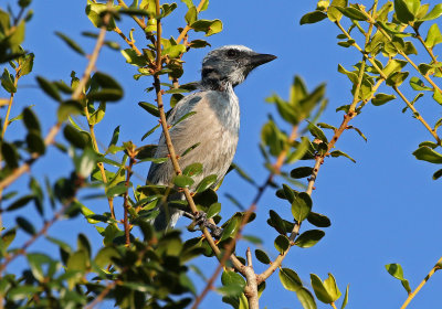 Florida Scrub-Jay 2019-07-30