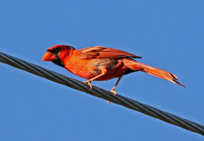 Northern Cardinal 2019-07-30