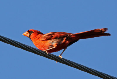 Northern Cardinal 2019-07-30