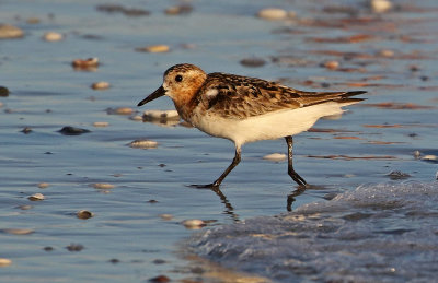 Sanderling 2019-07-30