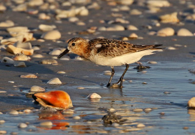 Sanderling 2019-07-30
