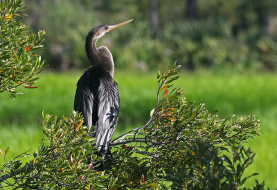 Anhinga 2019-07-31