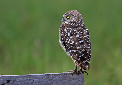 Burrowing Owl 2019-07-31