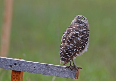 Burrowing Owl 2019-07-31