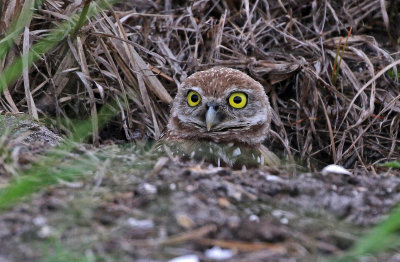 Burrowing Owl 2019-07-31