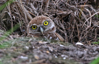 Burrowing Owl 2019-07-31