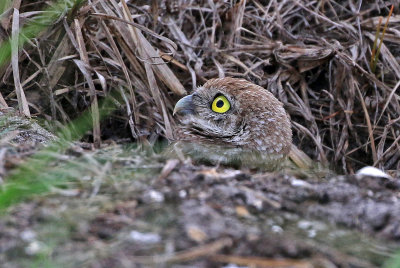 Burrowing Owl 2019-07-31