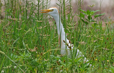 Cattle Egret 2019-07-31