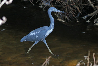 Little Blue Heron 2019-07-31