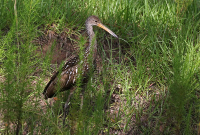 Limpkin 2019-07-31