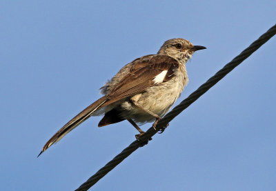 Northern Mockingbird 2019-07-31