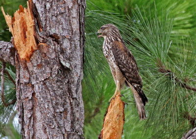 Red-shouldered Hawk 2019-07-31