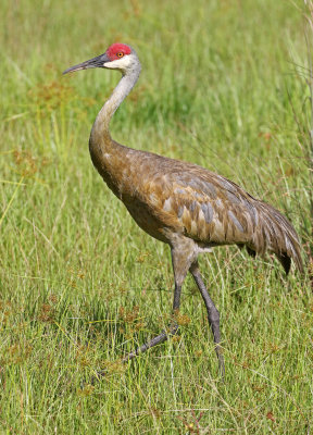 Sandhill Crane 2019-07-31